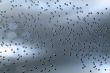 Bubbles