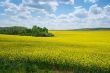 Field