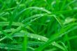 Grass