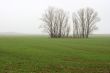 Fog