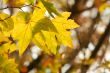 Leaves