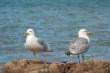 Seagulls