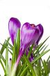 crocus