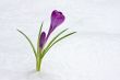 crocus