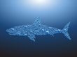 bubble shark