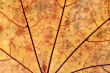 Autumn leaf background