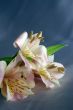 beautiful exotic lily
