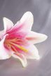 beautiful exotic lilly