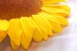 sunflower petals closeup