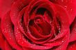 Macro image of red rose