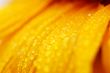 beautiful sunflower petals closeup