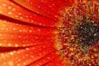 beautiful sunflower petals closeup