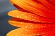 macro of a gerber daisy