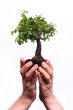 Hands holding a Bonsai tree