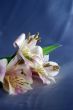 beautiful exotic lily
