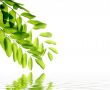 green leaves reflecting in the water