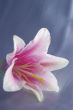 beautiful exotic lily