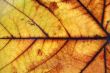 Autumn leaf
