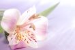 beautiful exotic lilly