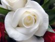 white rose