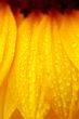 beautiful sunflower petals closeup