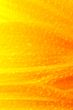 beautiful sunflower petals closeup