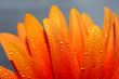 beautiful sunflower petals