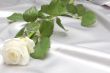  white rose
