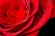 red rose with water droplets