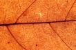 Autumn leaf background