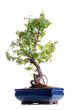 Bonsai tree