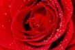 red rose with water droplets
