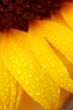 beautiful sunflower petals closeup