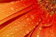 beautiful sunflower petals
