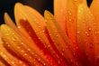 beautiful sunflower petals closeup