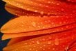 beautiful sunflower petals