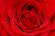  red rose