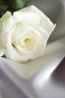 white rose