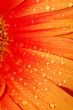 beautiful sunflower petals closeup