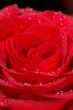 Macro image of red rose