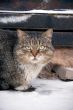 Cat on snow