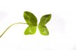 Shamrock
