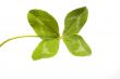 Shamrock