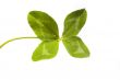 Shamrock