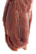 raw beef close up