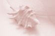 sea shell