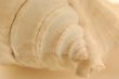 sea shell