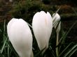 crocus