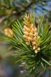 Spring cones