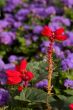 Red among lilac